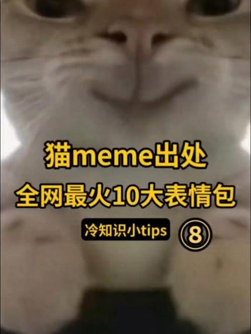 猫meme梗图