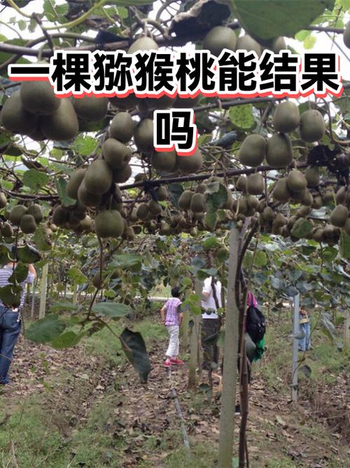 猕猴桃种一棵会结果吗