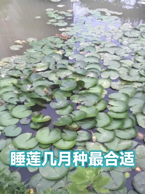 睡莲6月份能种吗