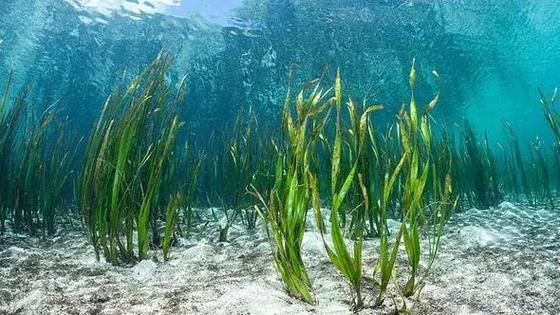 海草图片大全大图