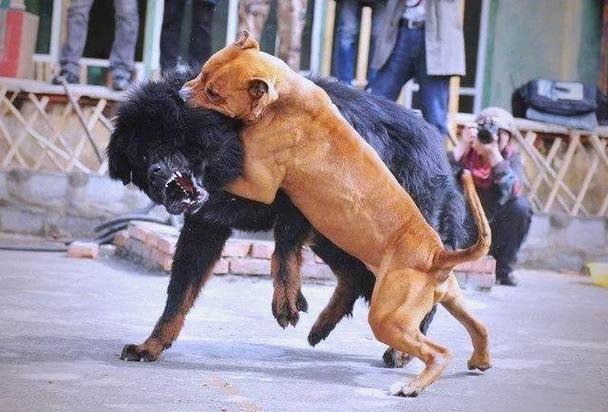 藏獒和比特犬谁厉害