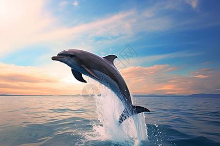 海豚云电脑