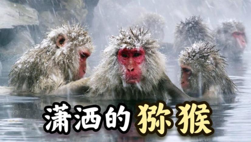 猴子进化金头陀多少元宝