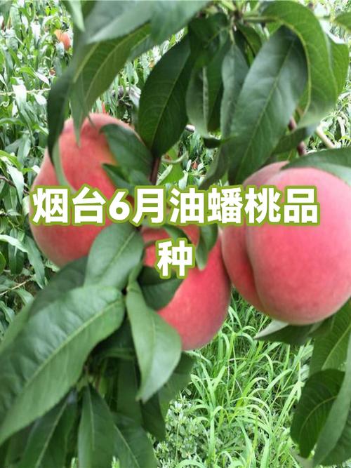 蟠桃几月份的最好吃
