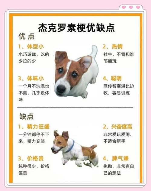 养狗需要投入多少钱