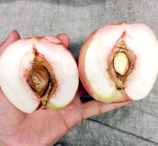 桃子移植和同班同学