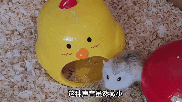 仓鼠噗噗但是很活泼
