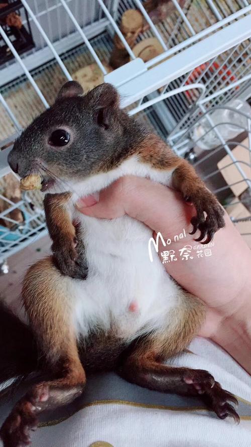 2026年松鼠进家好不好