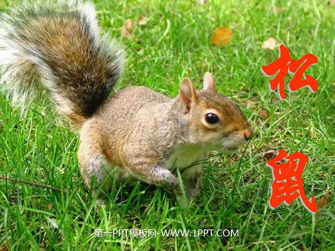 松鼠阅读免费版下载安装