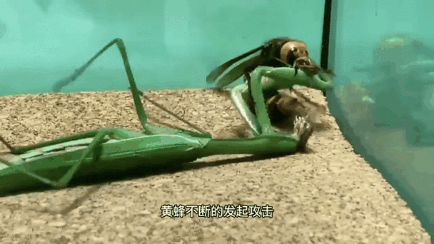 螳螂对战大黄蜂