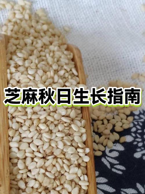 芝麻暗指女人的什么
