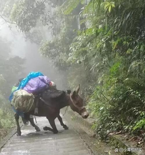 骡子驮货