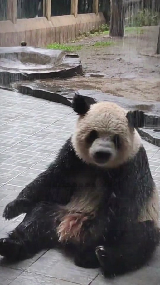最搞笑的熊猫视频