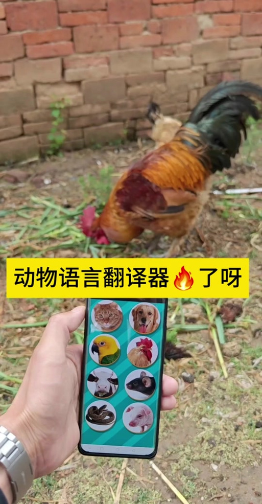 鸟语翻译器(中文)