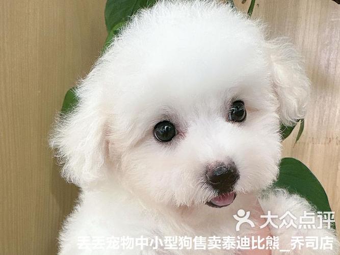 比熊犬真的很笨吗