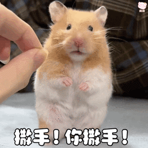 仓鼠表情包高清原图