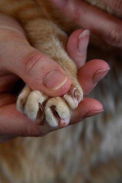 猫爪
