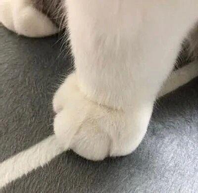 猫爪emoji不见了