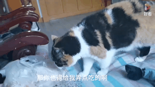 小猫厨房表情包gif