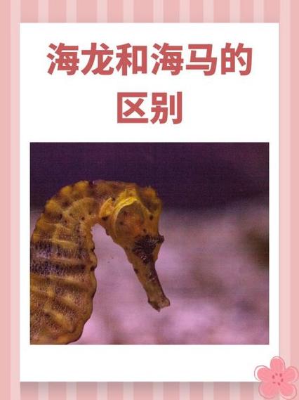新海马和老海马的区别