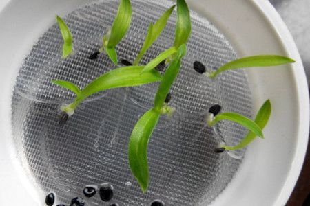 吊兰种子发芽过程视频