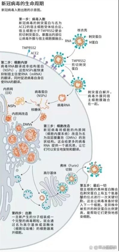 病毒是怎么感染的