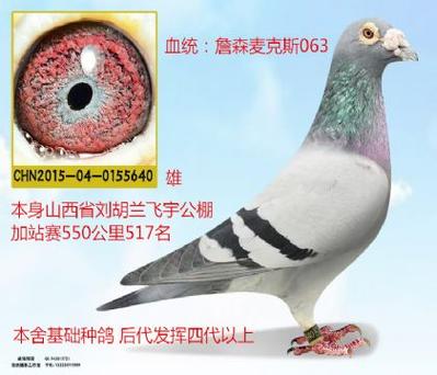 中国信息网信鸽信息网