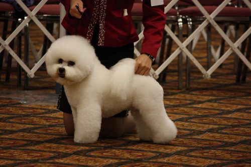 cku比熊犬标准
