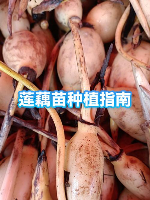 藕苗种植的最佳时间