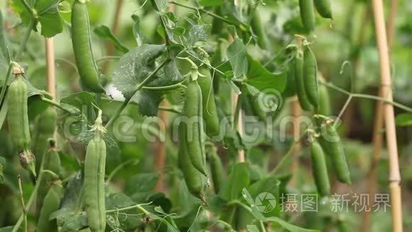 豌豆短视频app下载