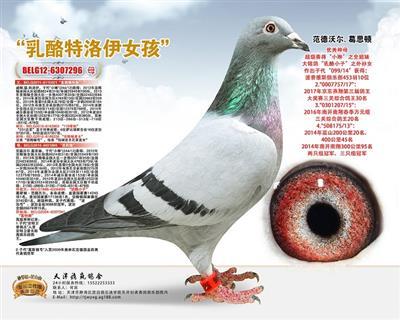 中信信鸽网在线拍卖
