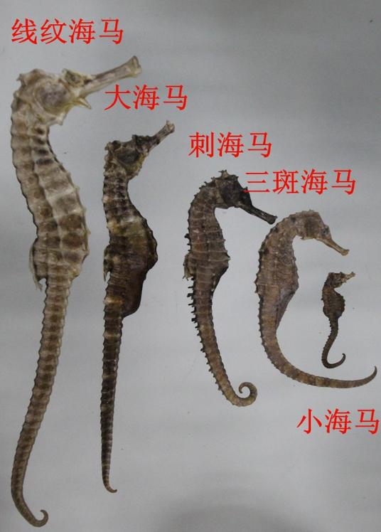 海马的正确吃法