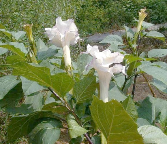木曼陀罗和草曼陀罗毒性