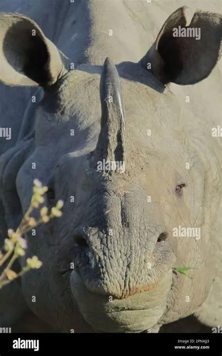 rhinoceros英文发音
