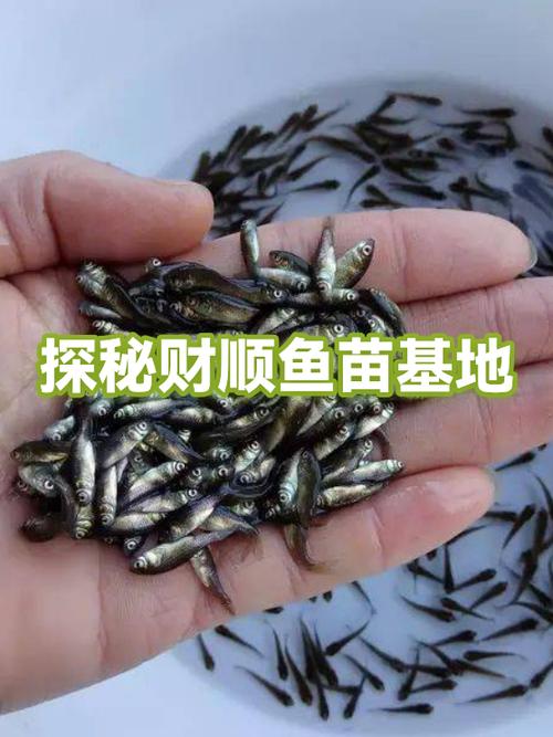 附近养鱼苗电话号码