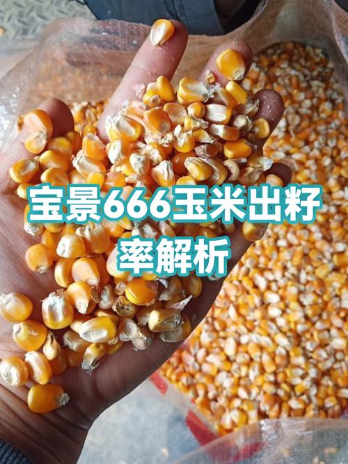 济玉666玉米种的缺点
