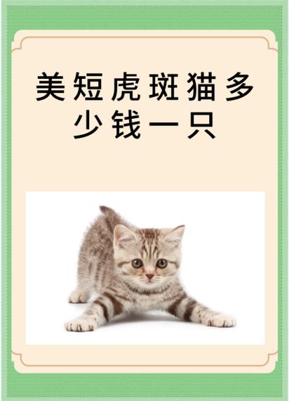 美短虎斑猫价格