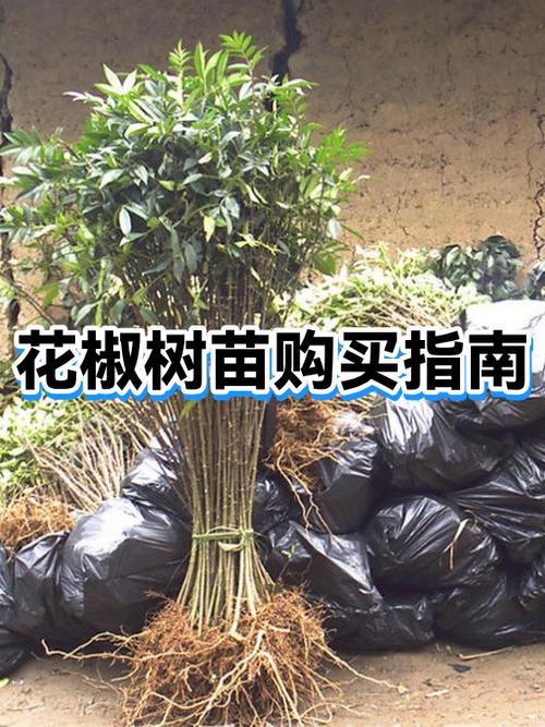 买树苗去哪里买比较好
