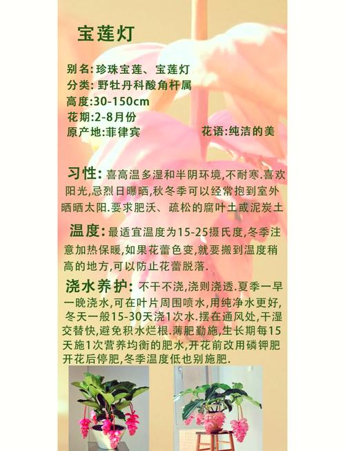 宝莲灯的养殖及注意事项