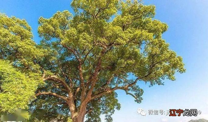 家门口有槐树是吉还是凶