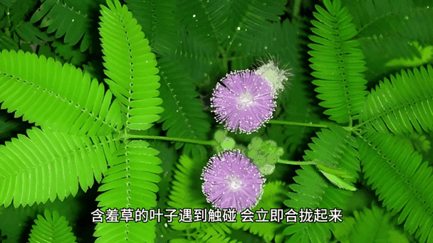 台湾电视剧《含羞草》主题歌