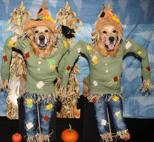 Dogsareourbestfriends