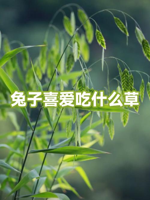 兔子最爱吃的三种草