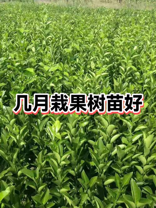 果树几月份栽种最好