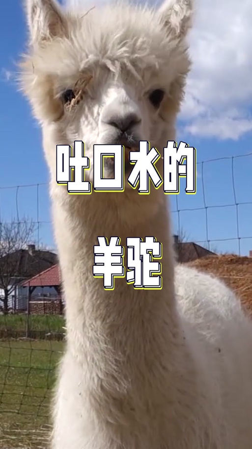 羊驼喜欢吐口水吗