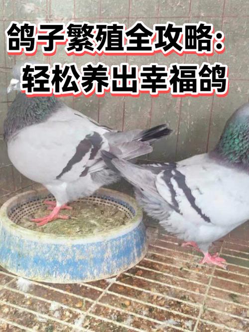 肉母鸽子几个月可以配对