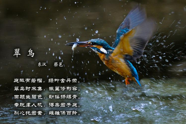 关于翠鸟的古诗四句的