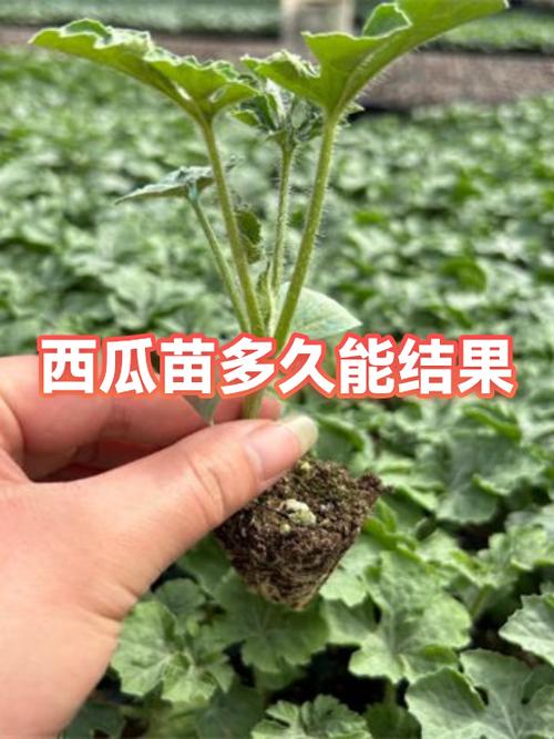 西瓜注销后多久能重新注册