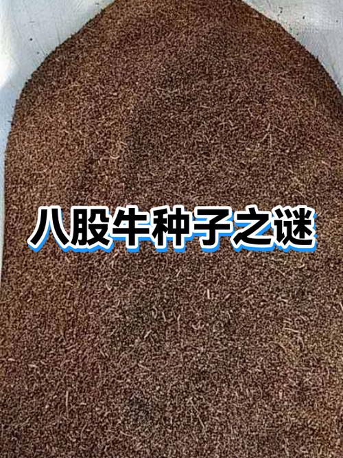 类似于种子3之类的游戏