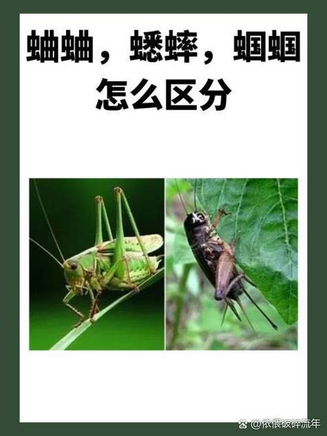 蟋蟀跟蝈蝈是一样的吗